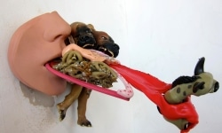 HAIR OF THE DOG THAT BIT YOU_______plastic, rubber /16 x 16 x 20 cm / 2011