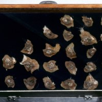 BUTTERFLY COLLECTION_______pig eyelids, mothballs / 56x42 cm / 1989