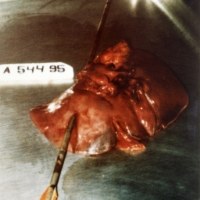 SAINT SEBASTIAAN_______c-print / 80 x 40cm / 1998