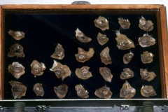 BUTTERFLY COLLECTION_______pig eyelids, mothballs / 56x42 cm / 1989