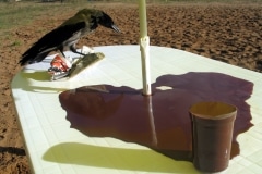 ZAMNEM_______table, pumping chocolate, stuffed crow, newspaper / ART KLJAZMA FESTIVAL Russia/ 2004
