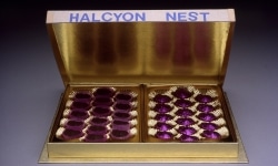 HALCYON NEST. MORGUE CHOCOLATES_______eyes cast in dark chocolate / 1994